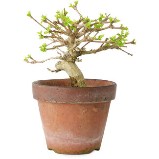 Premna japonica, 9 cm, ± 15 years old Premna japonica, 9 cm, ± 15 years old