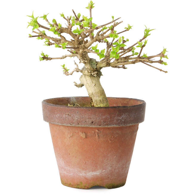 Premna japonica, 9 cm, ± 15 años