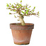 Premna japonica, 9 cm, ± 15 jaar oud