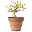 Premna japonica, 10 cm, ± 15 jaar oud