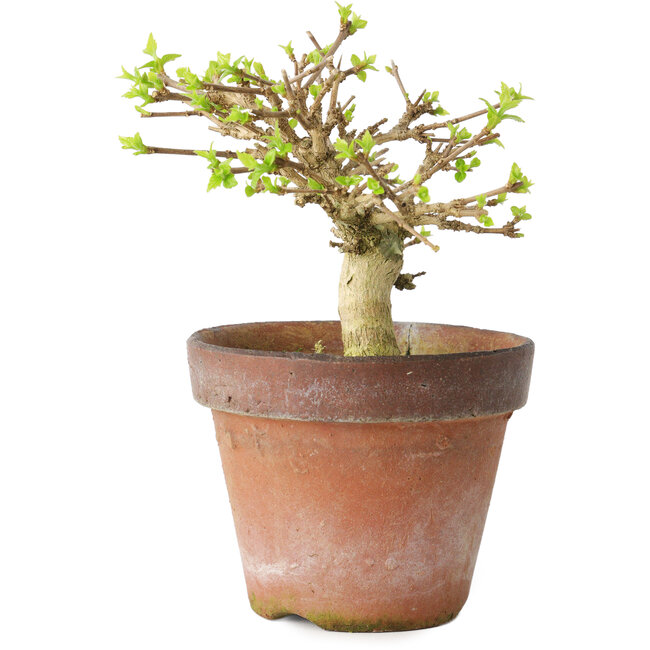 Premna japonica, 9 cm, ± 15 jaar oud