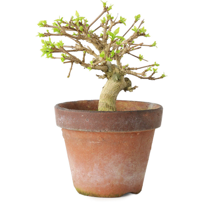 Premna japonica, 9 cm, ± 15 ans