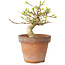Premna japonica, 10 cm, ± 15 jaar oud
