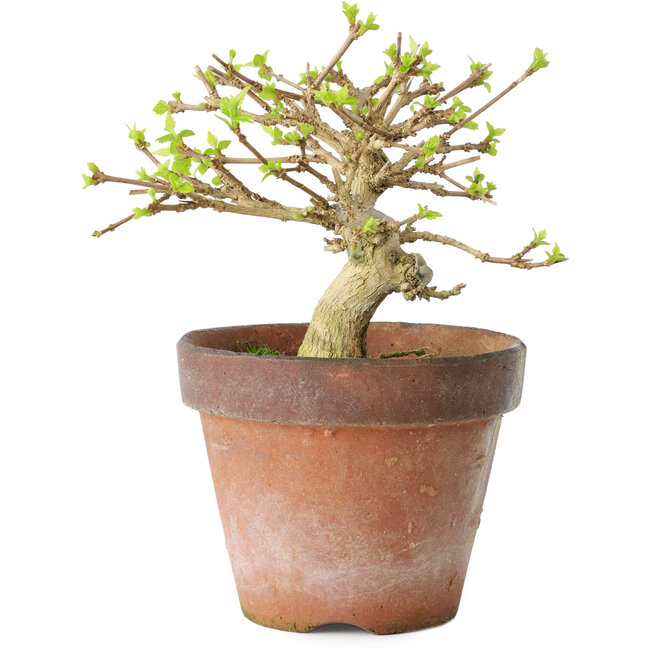 Premna japonica, 9 cm, ± 15 Jahre alt