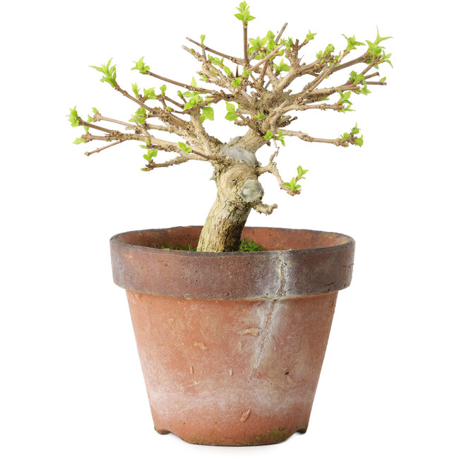 Premna japonica, 9 cm, ± 15 jaar oud