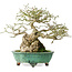 Euonymus alatus, 19 cm, ± 25 jaar oud, in een handgemaakte Japanse pot van Shuhou, met een nebari van 11 cm