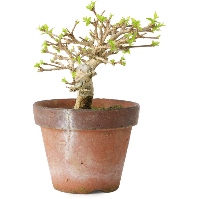 Premna japonica, 9 cm, ± 15 years old