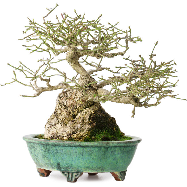 Euonymus alatus, 19 cm, ± 25 years old, in a handmade Japanese pot by Shuhou, with a nebari of 11 cm