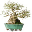 Euonymus alatus, 19 cm, ± 25 jaar oud, in een handgemaakte Japanse pot van Shuhou, met een nebari van 11 cm