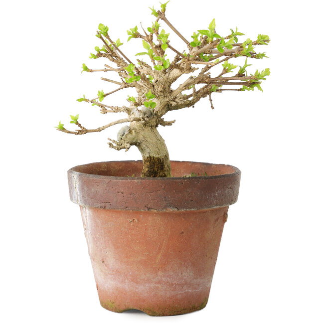 Premna japonica, 9 cm, ± 15 jaar oud