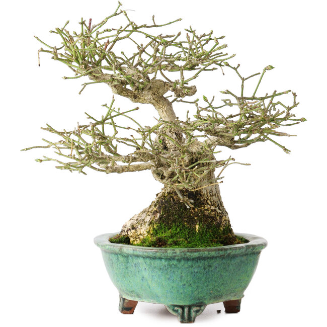 Euonymus alatus, 19 cm, ± 25 jaar oud, in een handgemaakte Japanse pot van Shuhou, met een nebari van 11 cm