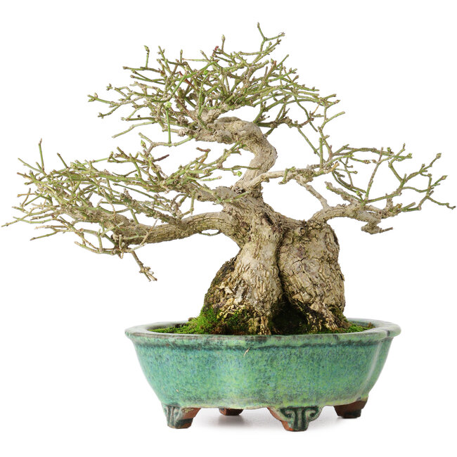 Euonymus alatus, 19 cm, ± 25 jaar oud, in een handgemaakte Japanse pot van Shuhou, met een nebari van 11 cm