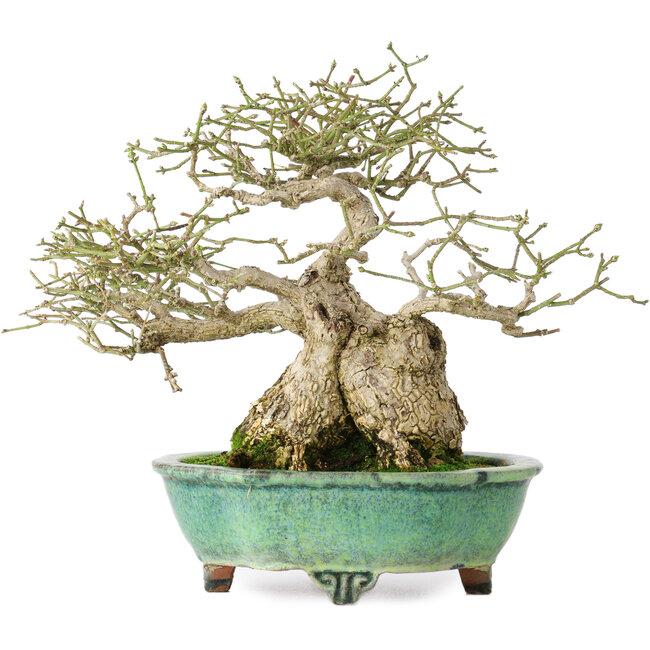 Euonymus alatus, 19 cm, ± 25 Jahre alt, in einem handgefertigten japanischen Topf von Shuhou, mit einem Nebari von 11 cm