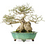 Euonymus alatus, 19 cm, ± 25 jaar oud, in een handgemaakte Japanse pot van Shuhou, met een nebari van 11 cm