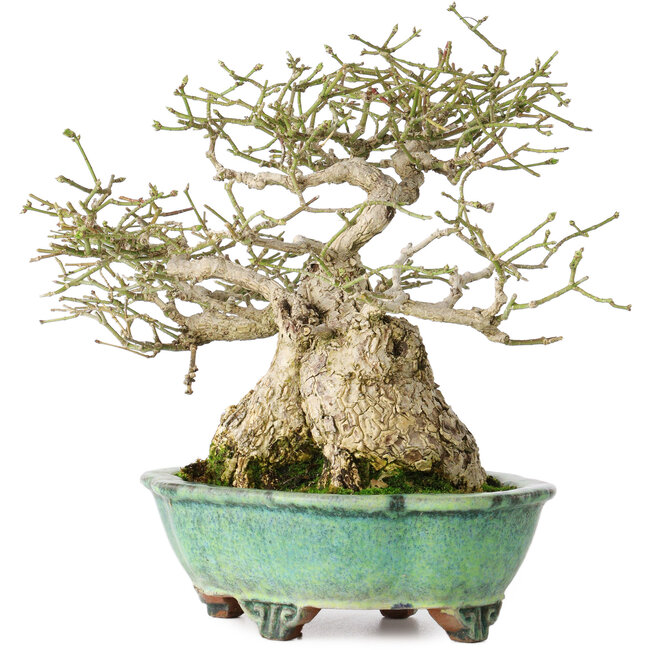 Euonymus alatus, 19 cm, ± 25 ans, dans un pot japonais fait main par Shuhou, avec un nebari de 11 cm