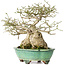 Euonymus alatus, 19 cm, ± 25 jaar oud, in een handgemaakte Japanse pot van Shuhou, met een nebari van 11 cm