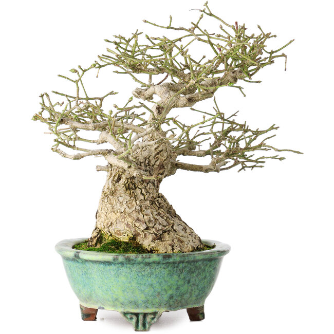 Euonymus alatus, 19 cm, ± 25 years old, in a handmade Japanese pot by Shuhou, with a nebari of 11 cm