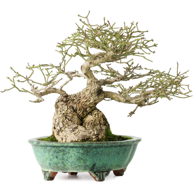 Euonymus alatus, 19 cm, ± 25 anni, in un vaso giapponese fatto a mano da Shuhou, con un nebari di 11 cm