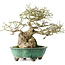 Euonymus alatus, 19 cm, ± 25 jaar oud, in een handgemaakte Japanse pot van Shuhou, met een nebari van 11 cm