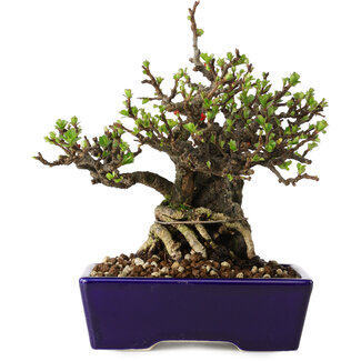 Chaenomeles speciosa, 15 cm, ± 30 jaar oud