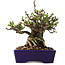 Chaenomeles speciosa, 15 cm, ± 30 jaar oud