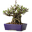 Chaenomeles speciosa, 15 cm, ± 30 jaar oud