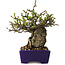 Chaenomeles speciosa, 15 cm, ± 30 years old