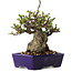 Chaenomeles speciosa, 15 cm, ± 30 jaar oud