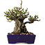 Chaenomeles speciosa, 15 cm, ± 30 jaar oud