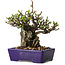 Chaenomeles speciosa, 15 cm, ± 30 jaar oud
