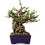 Chaenomeles speciosa, 15 cm, ± 30 jaar oud