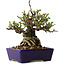 Chaenomeles speciosa, 15 cm, ± 30 jaar oud