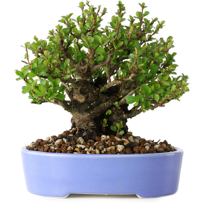Chaenomeles speciosa, 14 cm, ± 30 years old