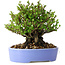 Chaenomeles speciosa, 14 cm, ± 30 years old