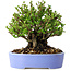 Chaenomeles speciosa, 14 cm, ± 30 years old