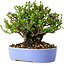 Chaenomeles speciosa, 14 cm, ± 30 years old