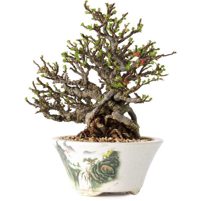 Chaenomeles speciosa, 16 cm, ± 30 jaar oud