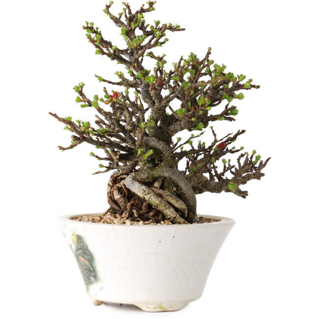 Chaenomeles speciosa, 16 cm, ± 30 jaar oud