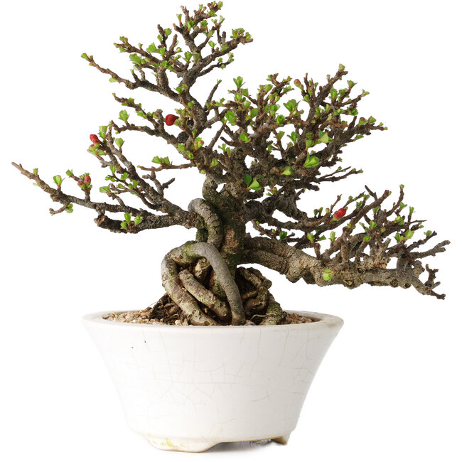 Chaenomeles speciosa, 16 cm, ± 30 Jahre alt