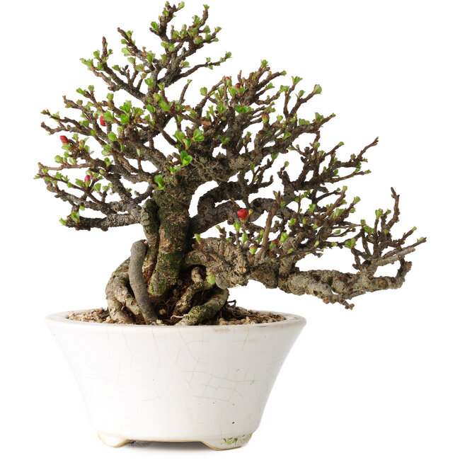 Chaenomeles speciosa, 16 cm, ± 30 jaar oud