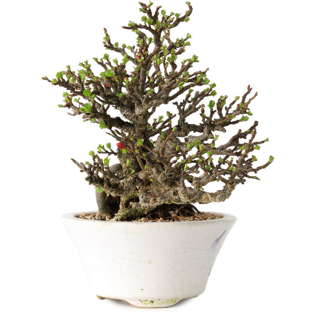 Chaenomeles speciosa, 16 cm, ± 30 Jahre alt