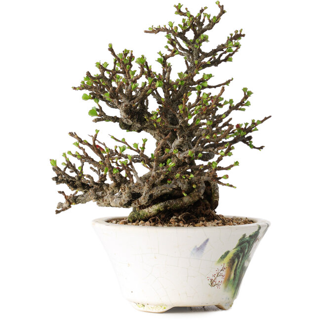 Chaenomeles speciosa, 16 cm, ± 30 Jahre alt