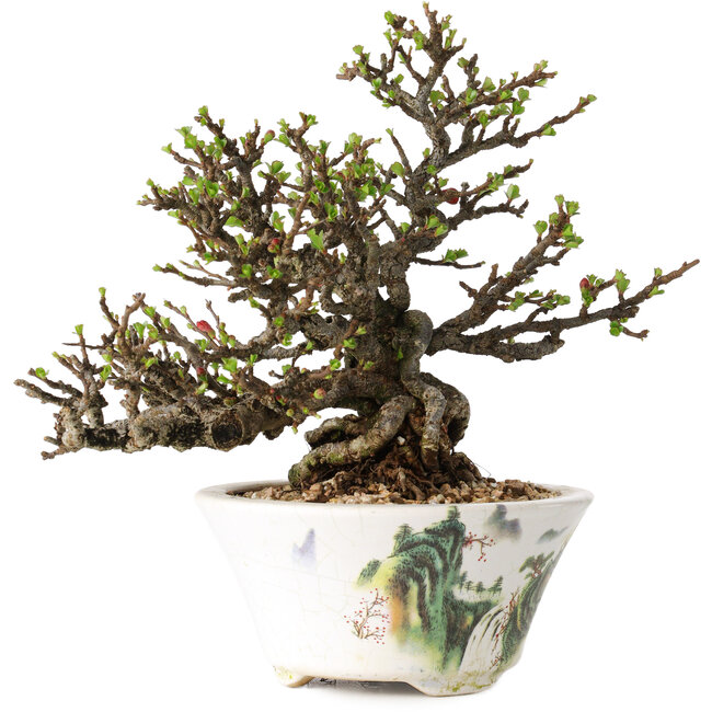 Chaenomeles speciosa, 16 cm, ± 30 jaar oud