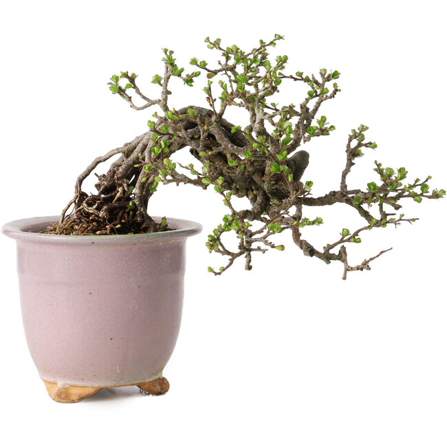 Chaenomeles speciosa, 14 cm, ± 30 years old