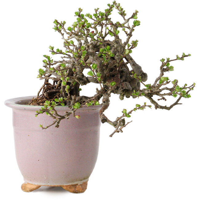 Chaenomeles speciosa, 14 cm, ± 30 años