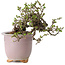 Chaenomeles speciosa, 14 cm, ± 30 jaar oud