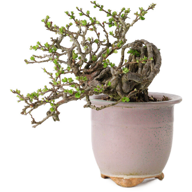 Chaenomeles speciosa, 14 cm, ± 30 años