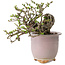 Chaenomeles speciosa, 14 cm, ± 30 years old