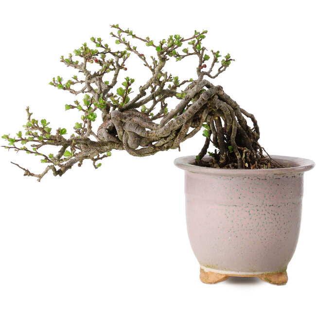 Chaenomeles speciosa, 14 cm, ± 30 Jahre alt