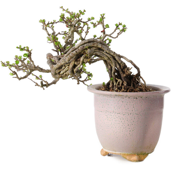 Chaenomeles speciosa, 14 cm, ± 30 Jahre alt